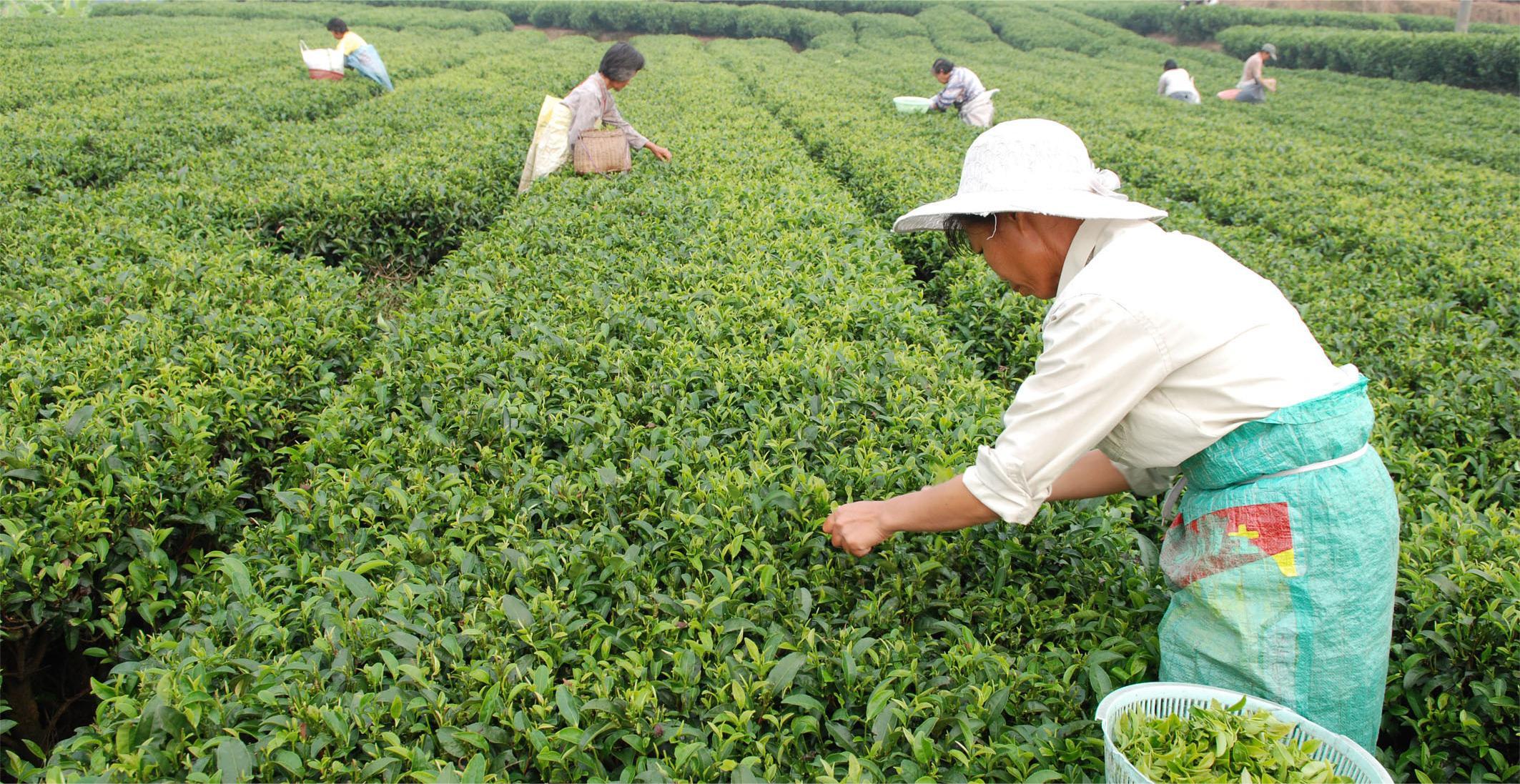 蒹葭苍苍，白露为霜